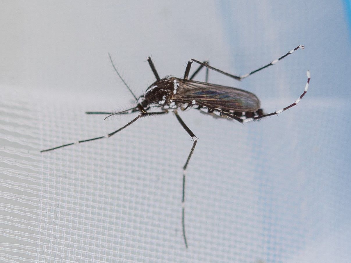 [Video] Citizen Science Seminar: Mosquito-Alert: Mit Citizen Scientists auf der Suche nach der Tigermücke