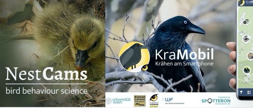 Beobachte das Verhalten von verschiedenen Vogelarten und beteilige dich an der Forschung der Universität Wien