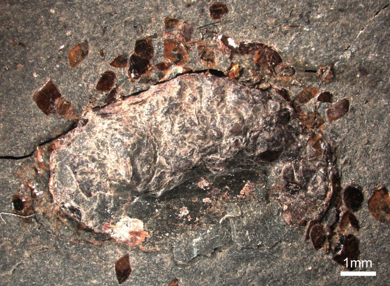 Fossiler Fischkot