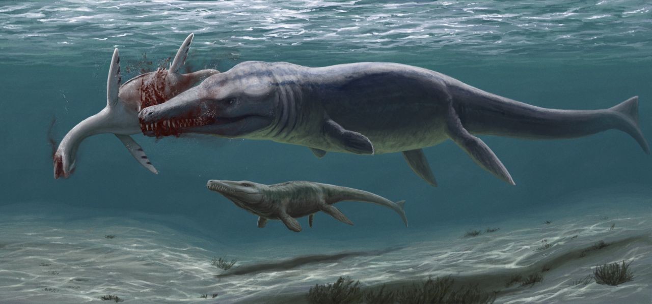 Plesiosuchus-frisst-Plesiosaurier-hinten-Torvoneustes-Edyta-Felcyn-und-Daniel-Madzia