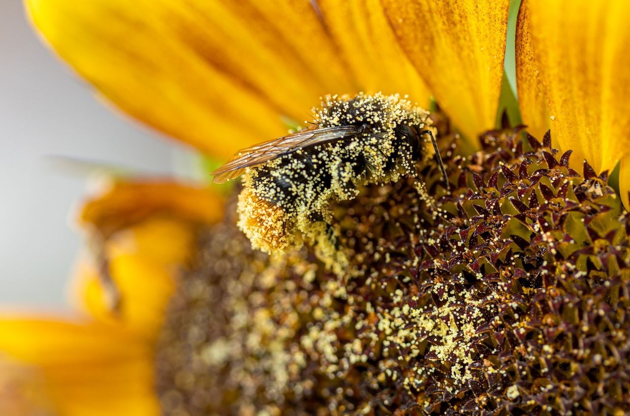 Hummel mit Pollen bedeckt.