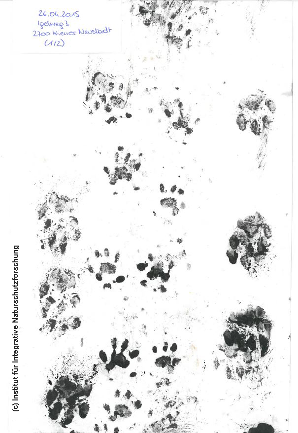 Die Igel sind los! CitizenScience.at