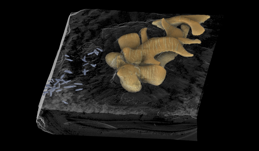 Bild 2 Micro CT fossiler Knorpel Alexander und Petra Lukeneder