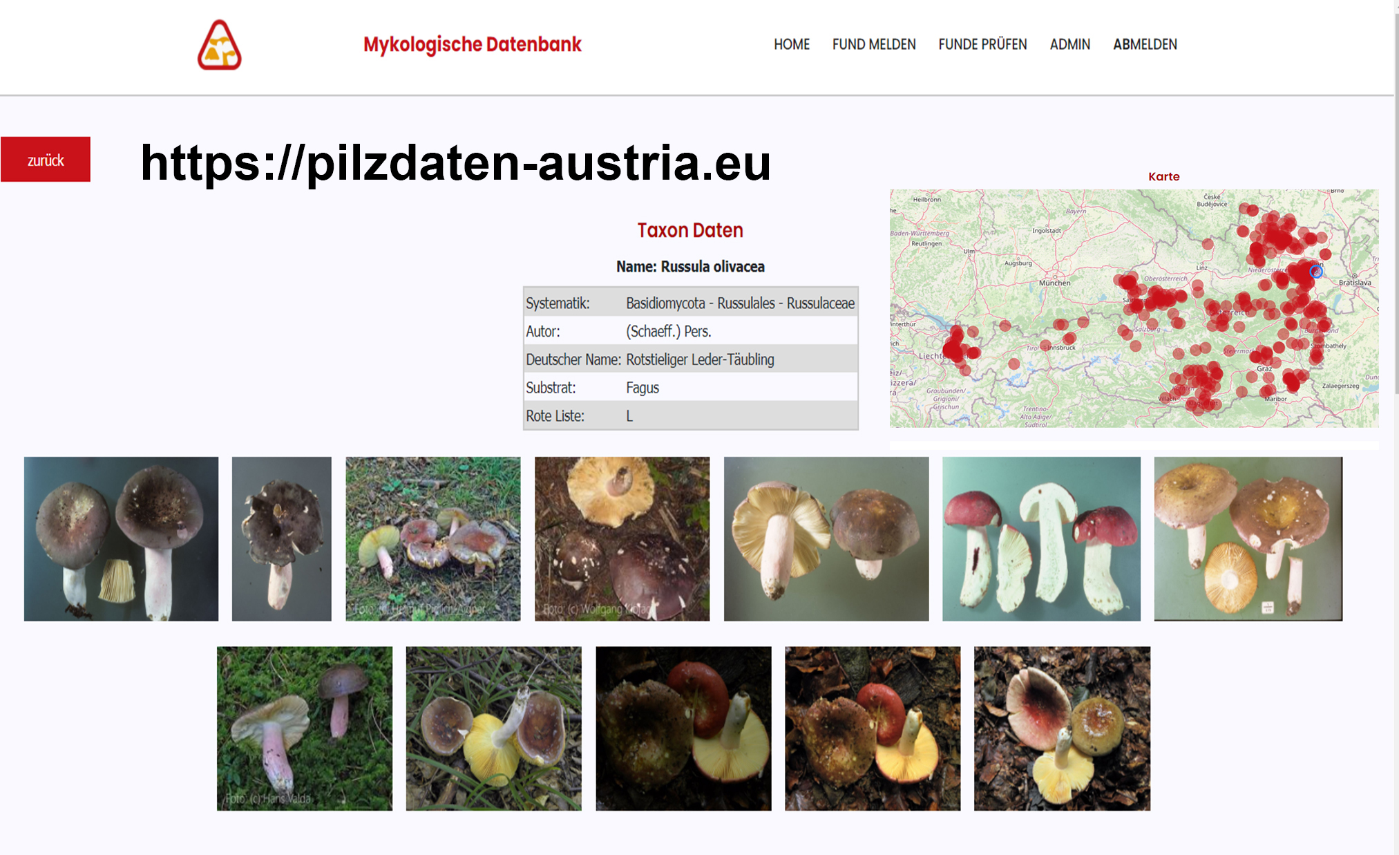 Website Oberfläche der Datenbank der Pilze Österreichs