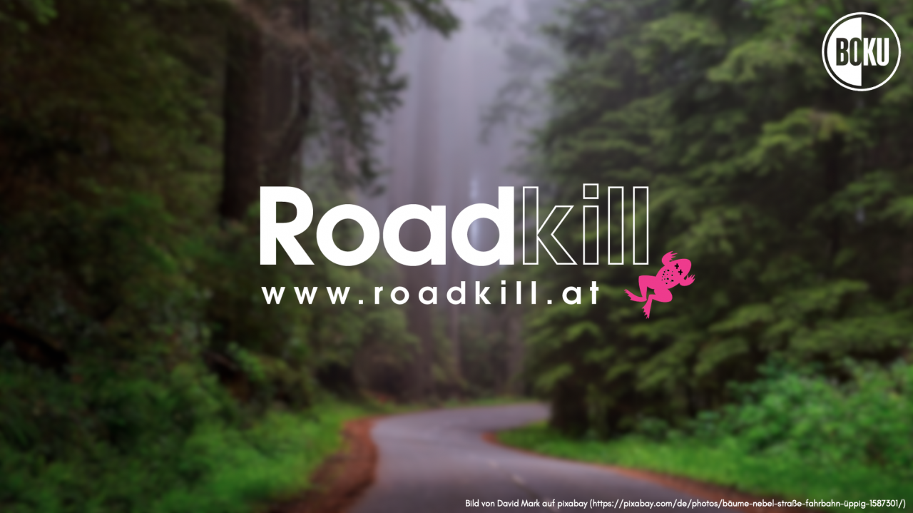 Projekt Roadkill: Vortrag mit bisherigen Ergebnissen