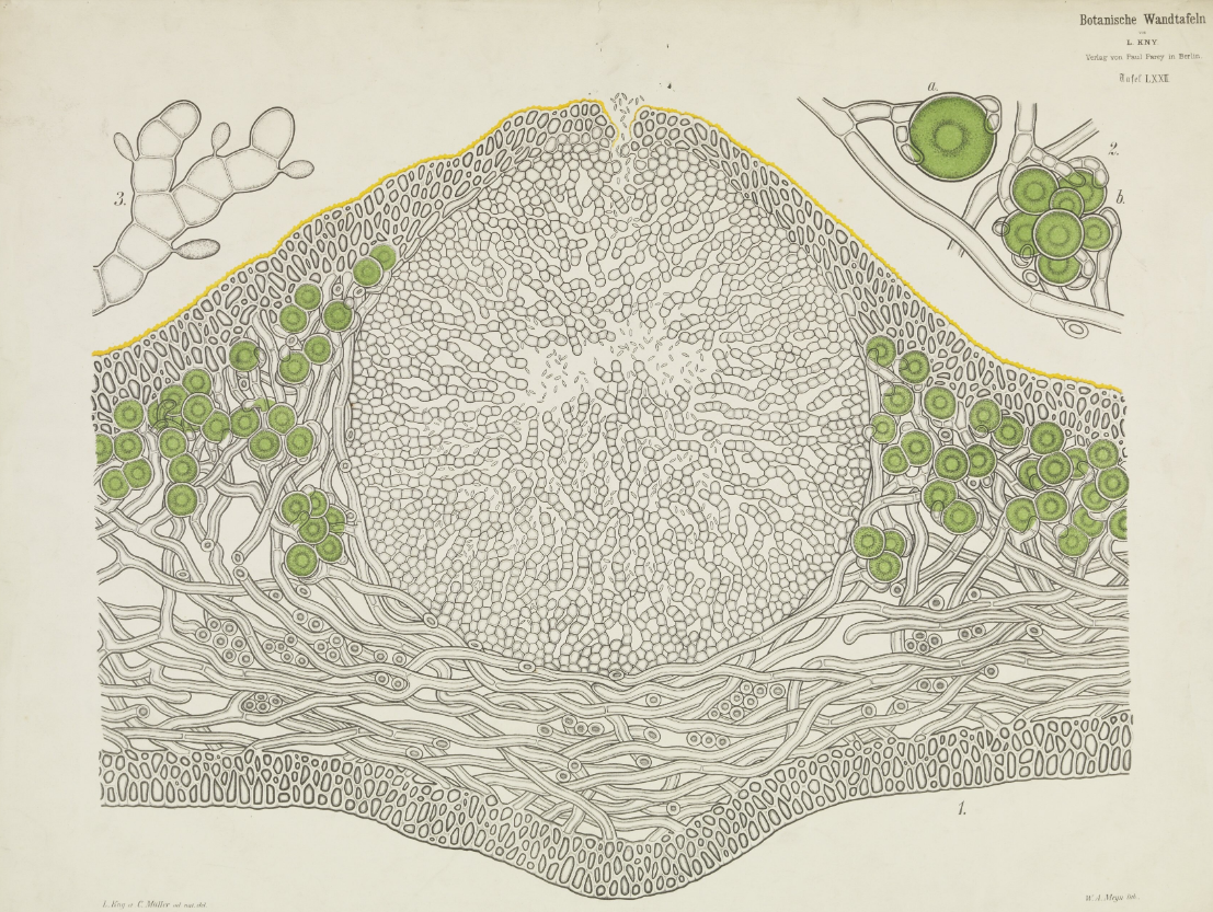Botanische Wandtafel von L. Kny, Pflanzenquerschnitt in grün weiss