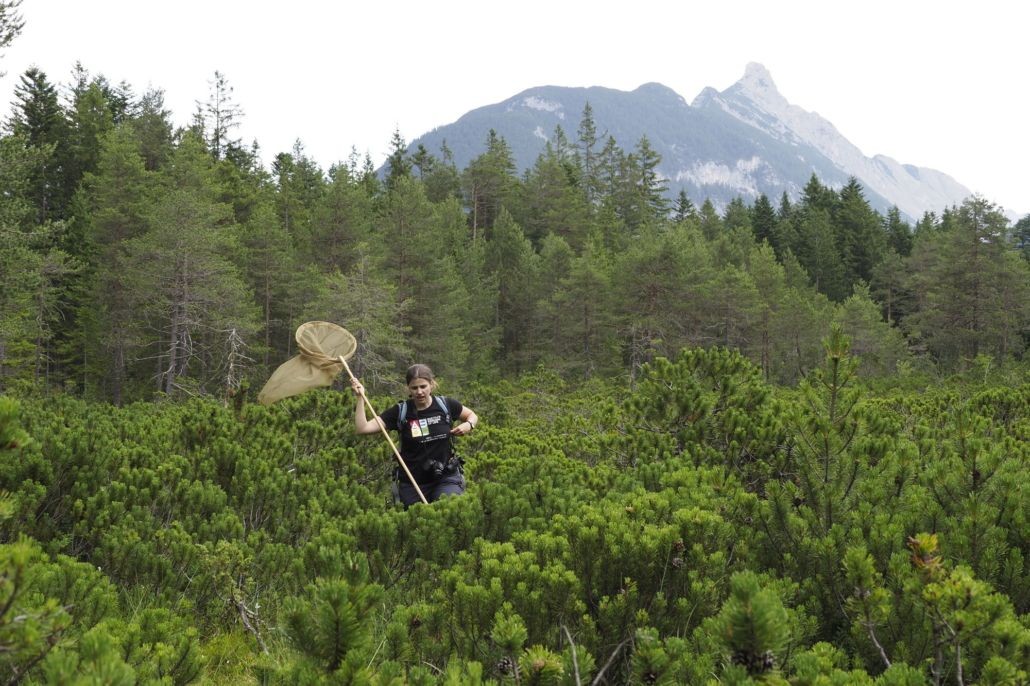 ABOL-Bioblitze in Tirol und den Kärntner Nockbergen im Juli 2023