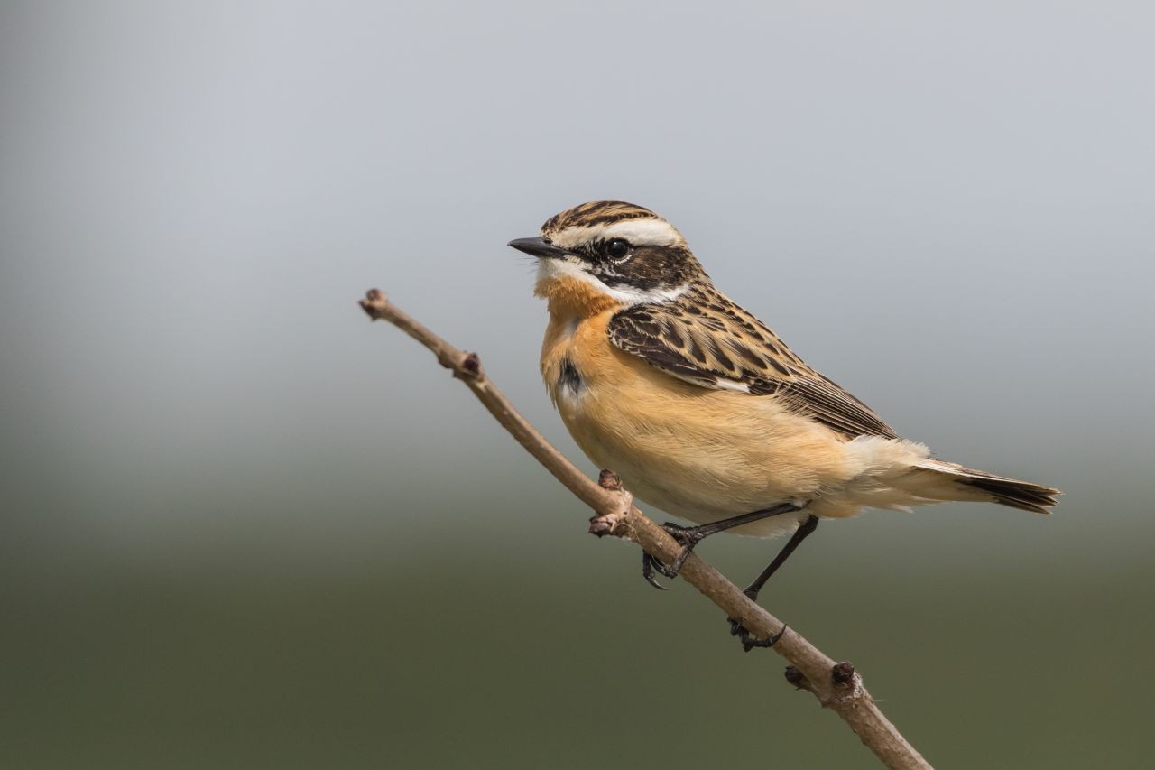 Braunkehlchen