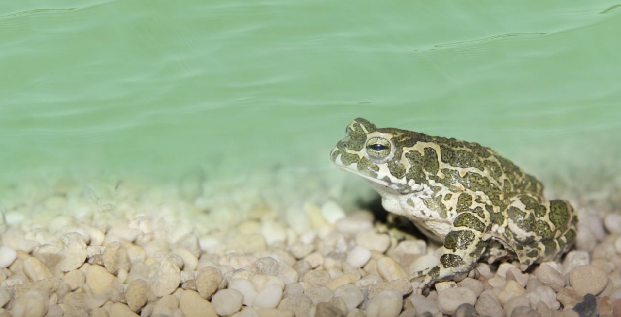 Projekt AmphiBiom – die Auslieferung der Teichpakete hat begonnen