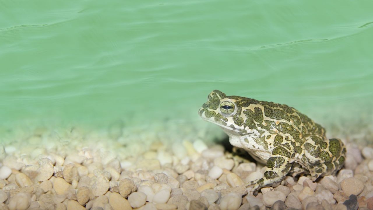 Green toad (Bufotes viridis) (c) Sven Dragon