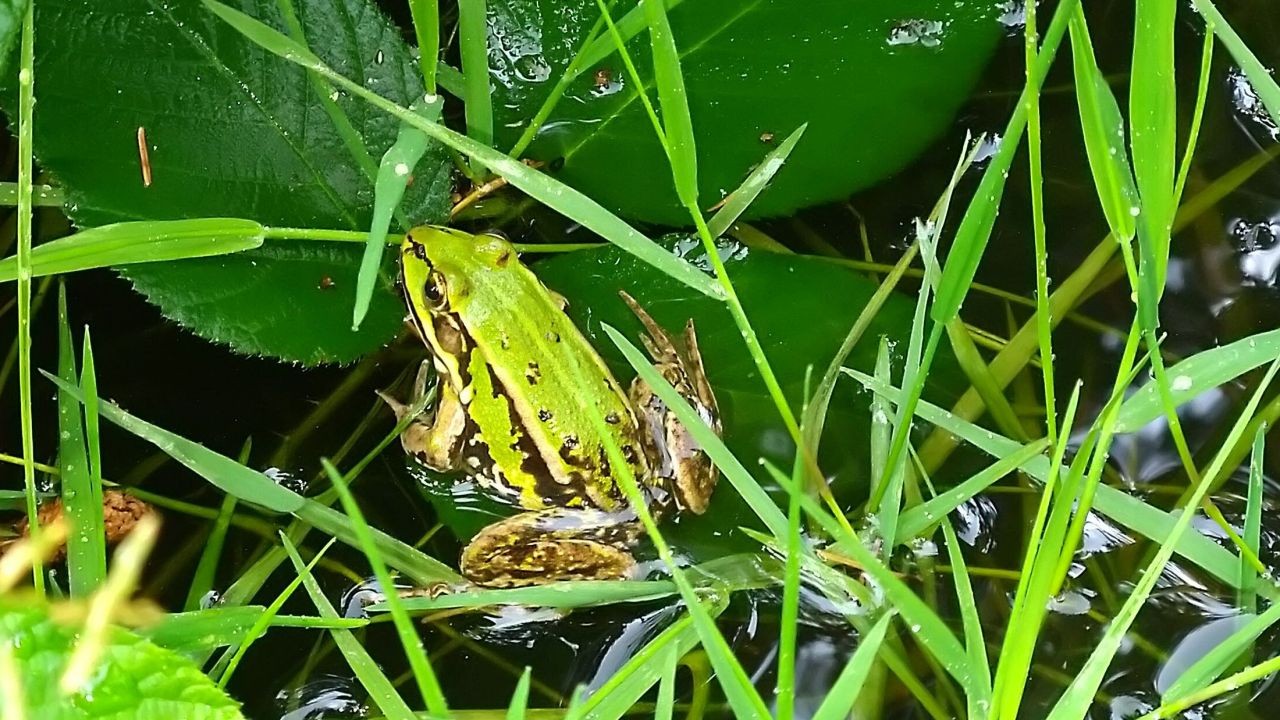 Grasfrosch-Cover