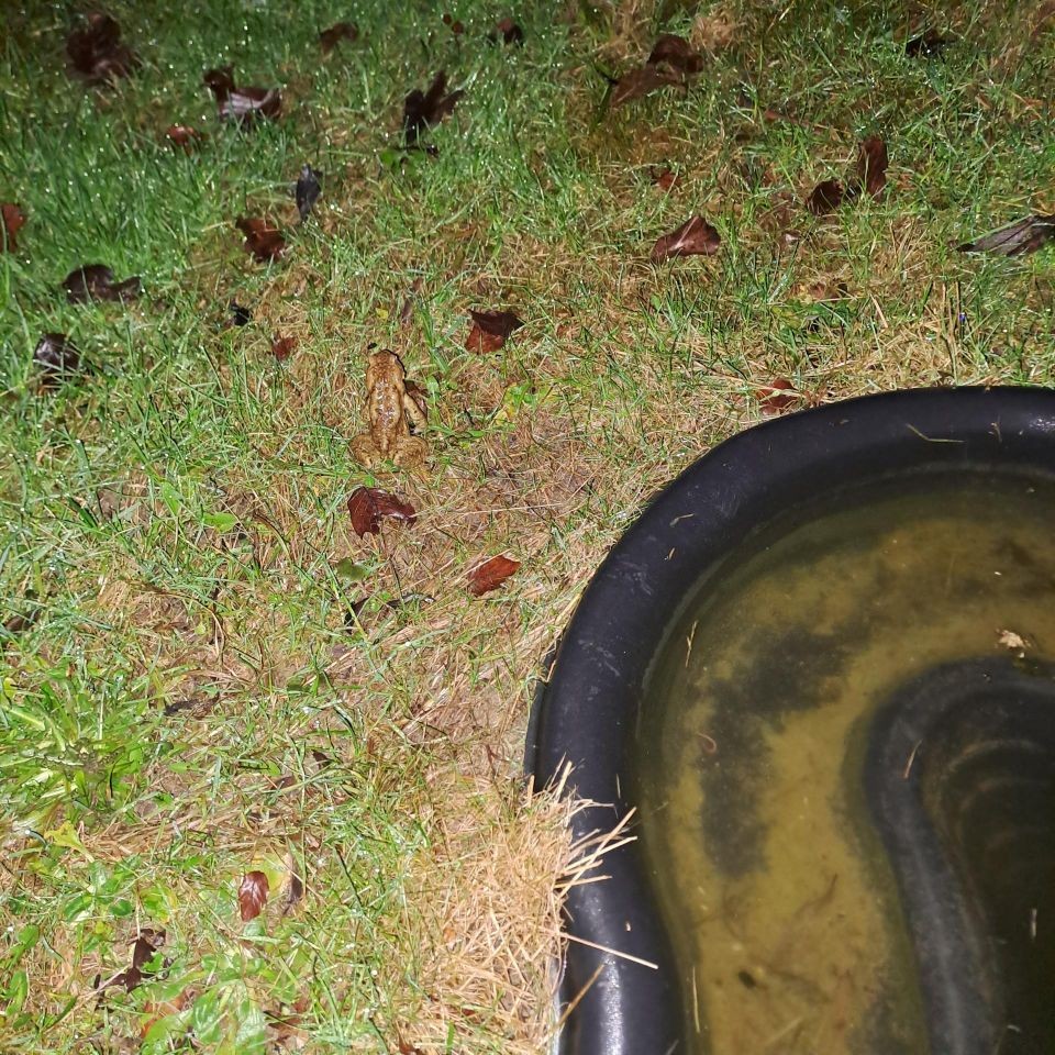 Wiese, Wasser, braune Kröte sichtbar.