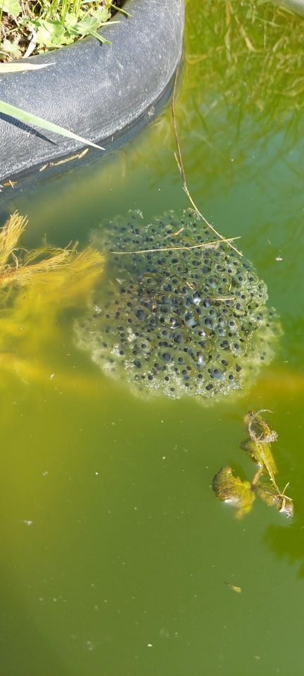 Wasser, grün mit Eiern eines Springfrosches.