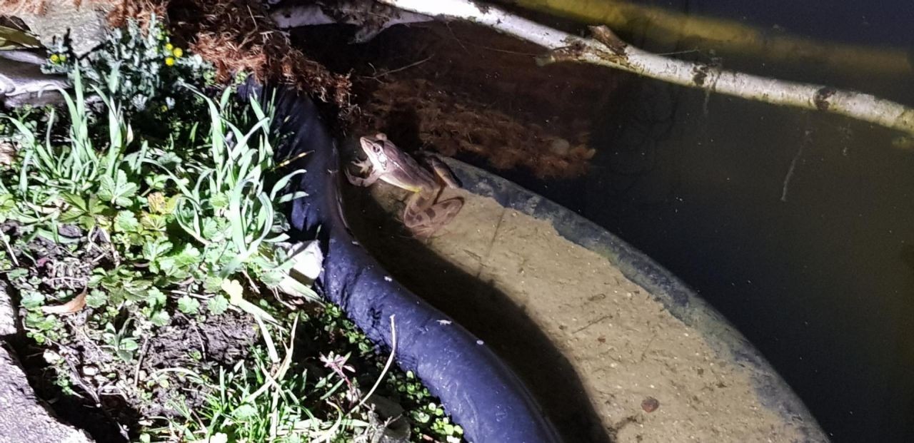 Brauner Frosch auf Sand in einem Teich.