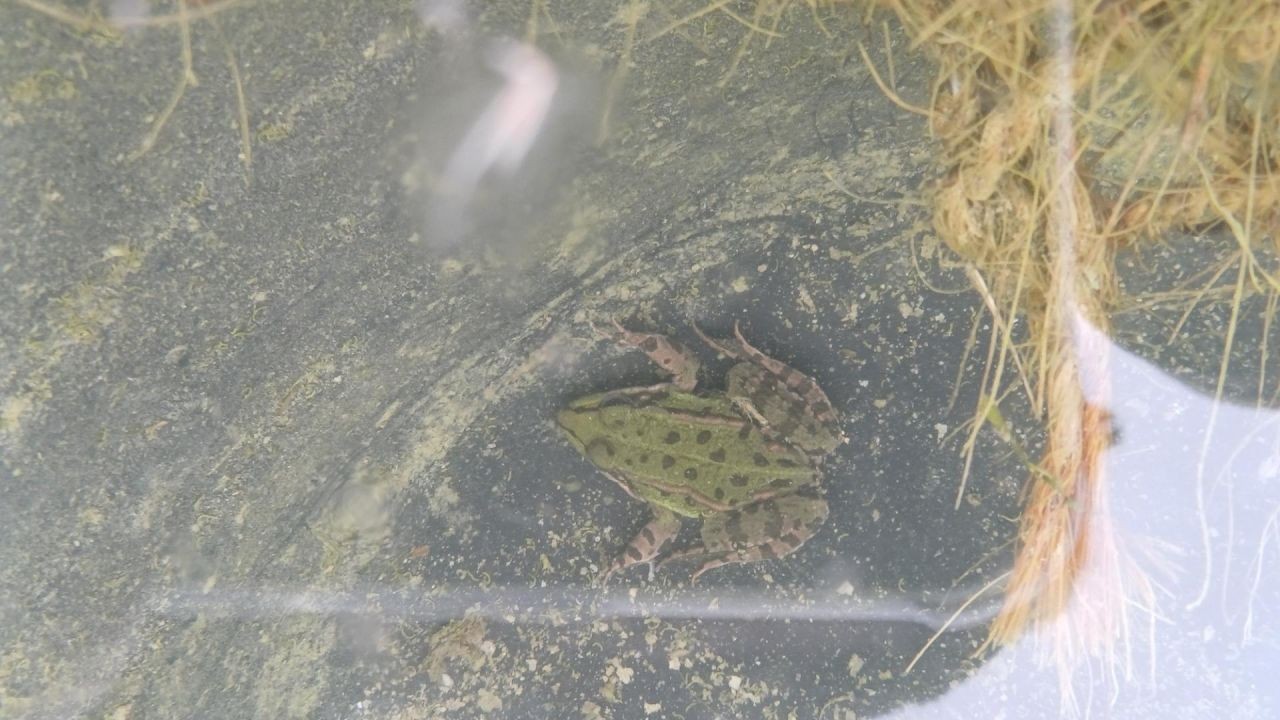 Grüner Frosch im Wasser am Grund eines Teiches.