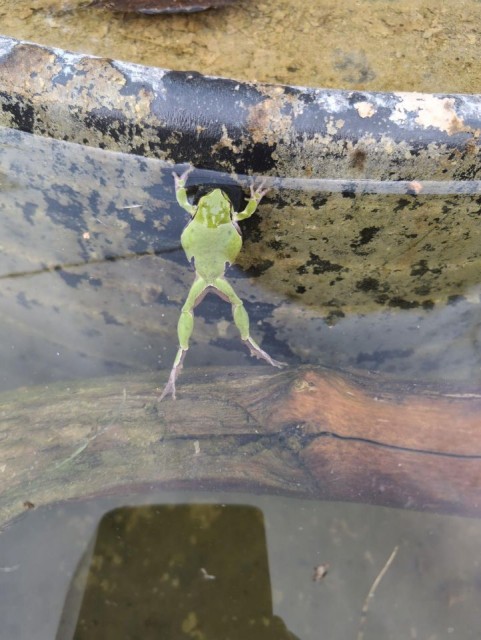 Grüner Frosch im Wasser auf Ast.