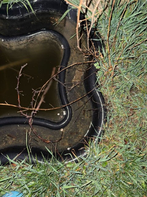 Schwarzer Plastikteich mit Wasser und einer Kröte darin.