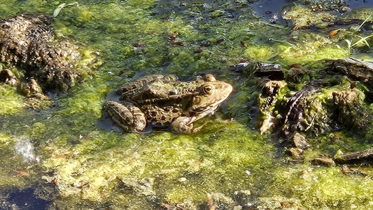 Wasserfrosch CC0 Zani/AmphiBiom
