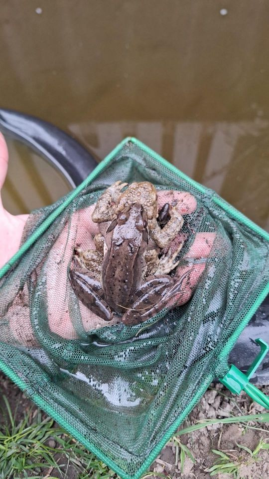 Ein Frosch, eine Kröte, im Teich.