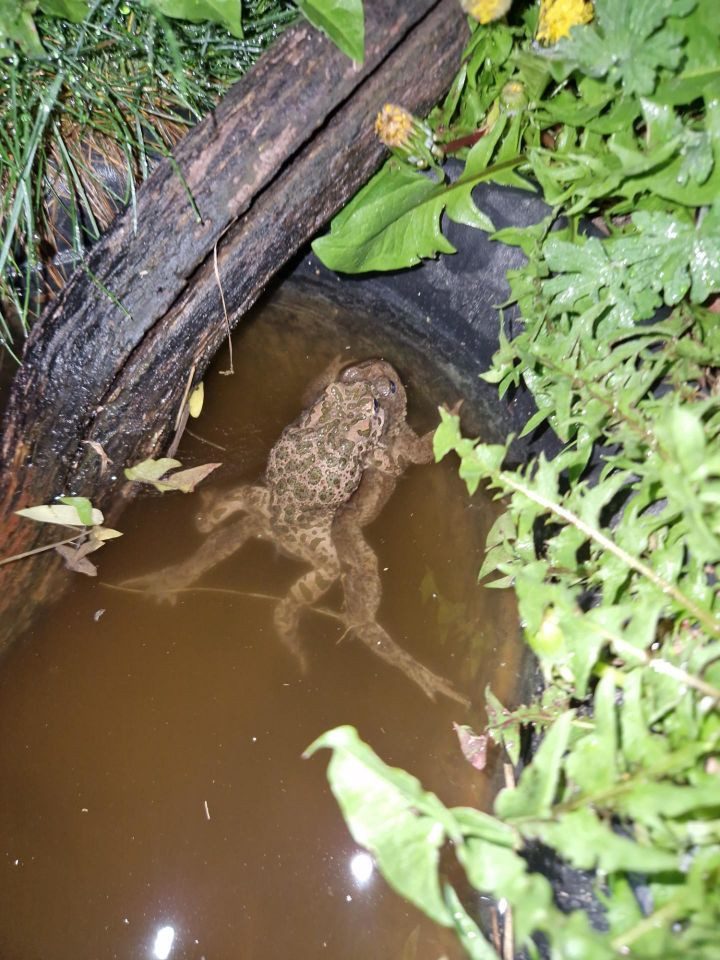 Zwei Kröten im Teich im Wasser.