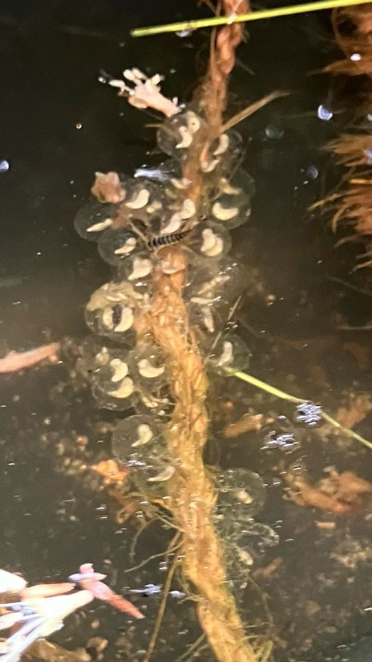 Kleine Blasen an einer Schnur im Wasser.