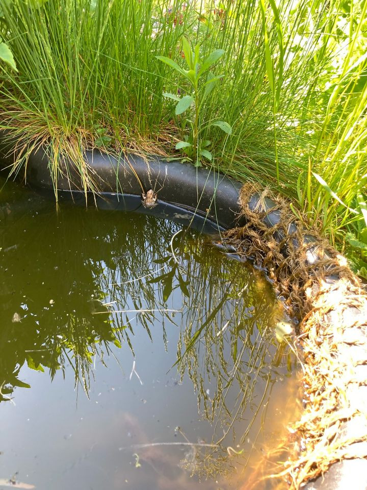 Teich mit Wasser, ein Frosch sichtbar.