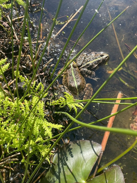 Zwei Frösche im Grünen Teich.
