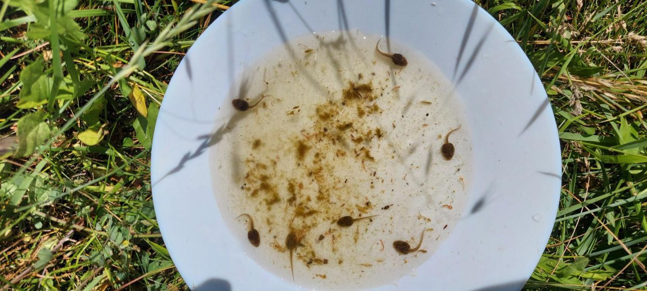 Ein Teller, mit Wasser und Kaulquappen