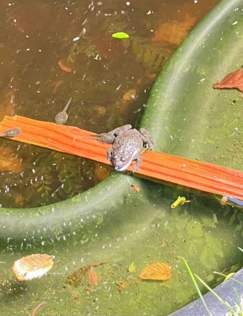 Ein Unke auf einem Stück Holz im Wasser.