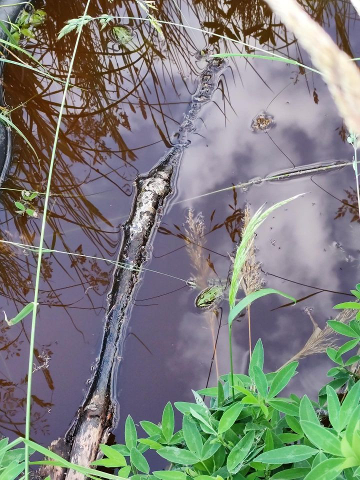 Wasser, ein Ast, ein grüner Frosch.
