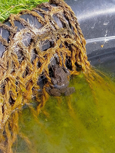 Netz mit Unke im Wasser.