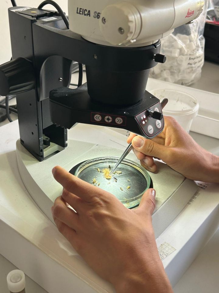 Insektenbestimmung im hydrobiologischen Labor
