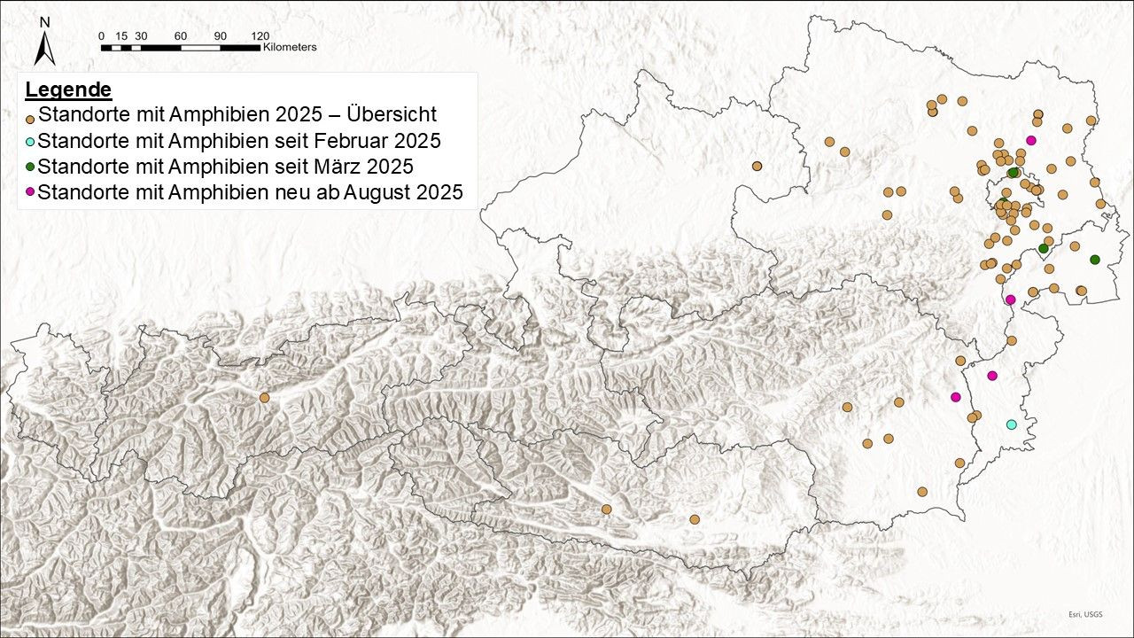 Eine Karte von Österreich mit Relief und bunten Punkten. Punkte sind Orte mit Amphibien in Teichen.