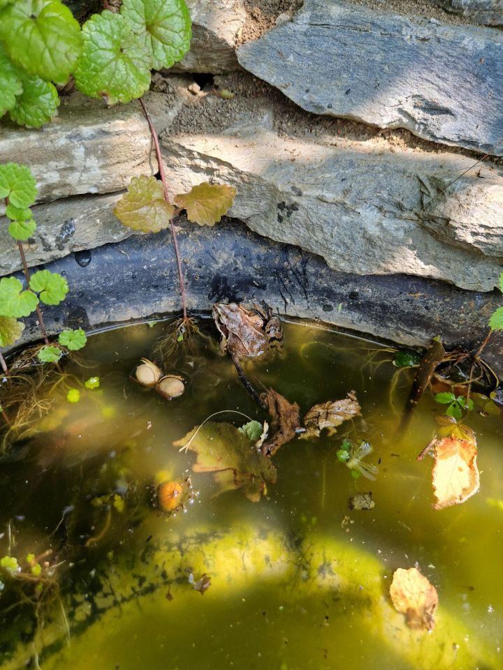 Ein Teich, mit Wasser, darin ein brauner Frosch.