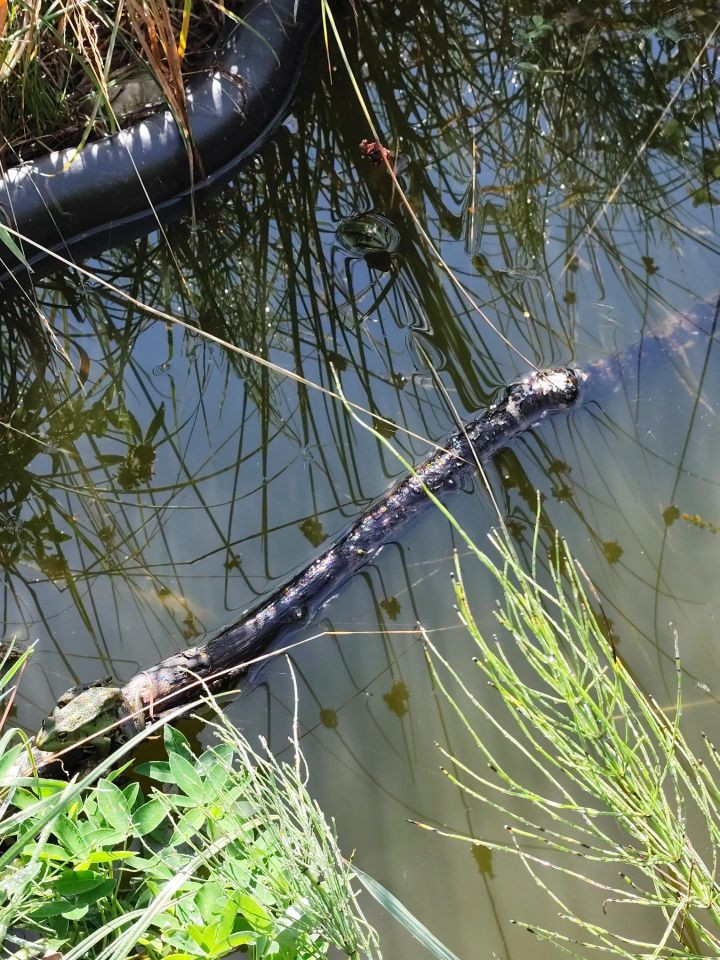 Ein Frosch im Wasser.