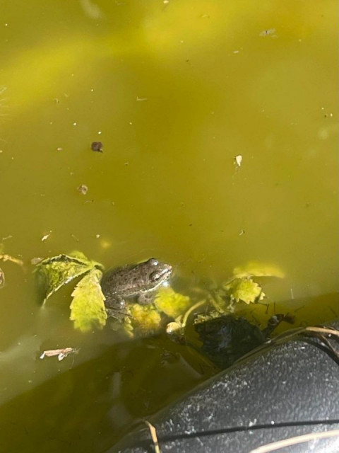 Frosch auf Blatt im Wasser.