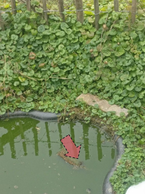 Ein Teich, mit Wasser, darin ein Frosch.