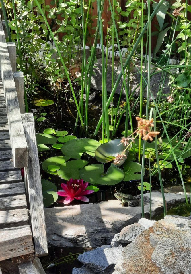 amphibienfreundlicher Gartenteich