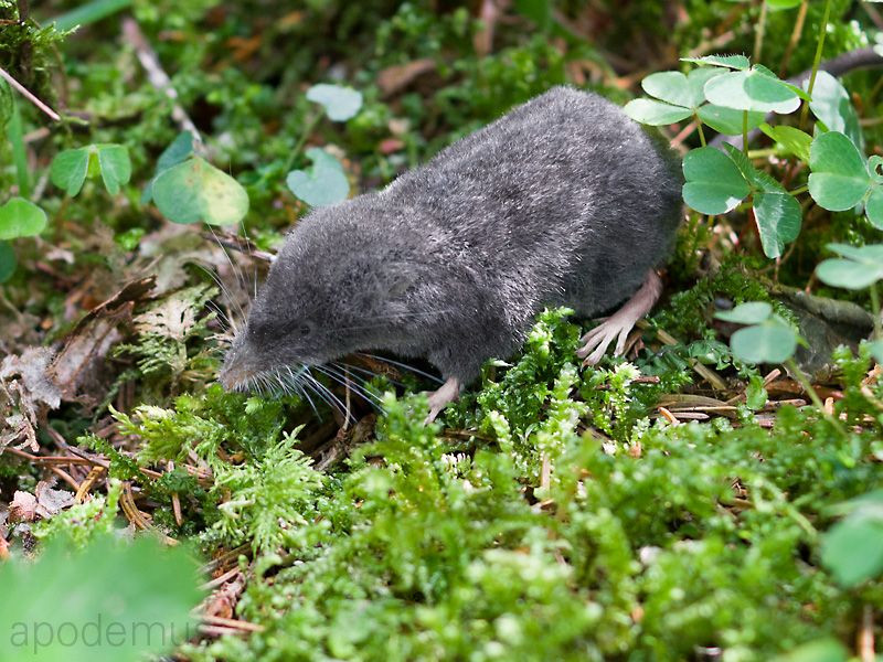 alpenspitzmaus_sorex-alpinus_2