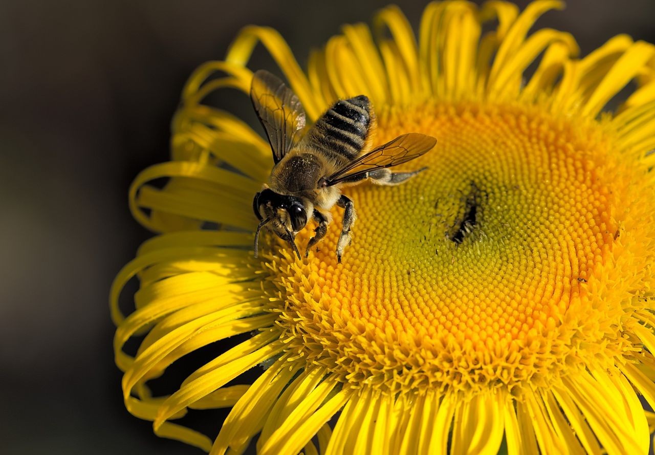 Citizen Science Award 2017