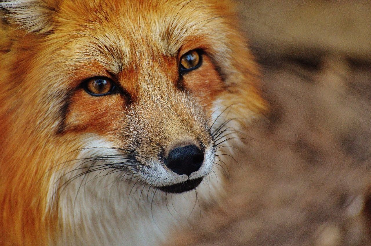 red-fox-g2e010905f_1920