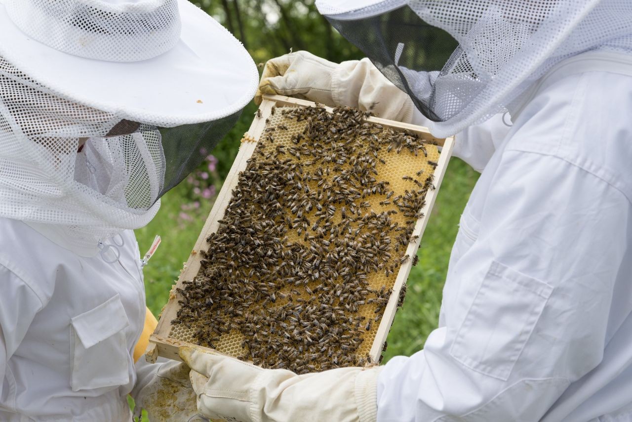 beekeeper-2650664_1920