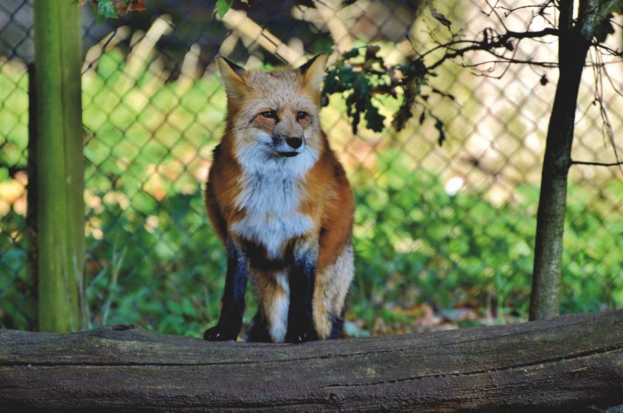 Wildtiere in Wien wird StadtWildTiere.at