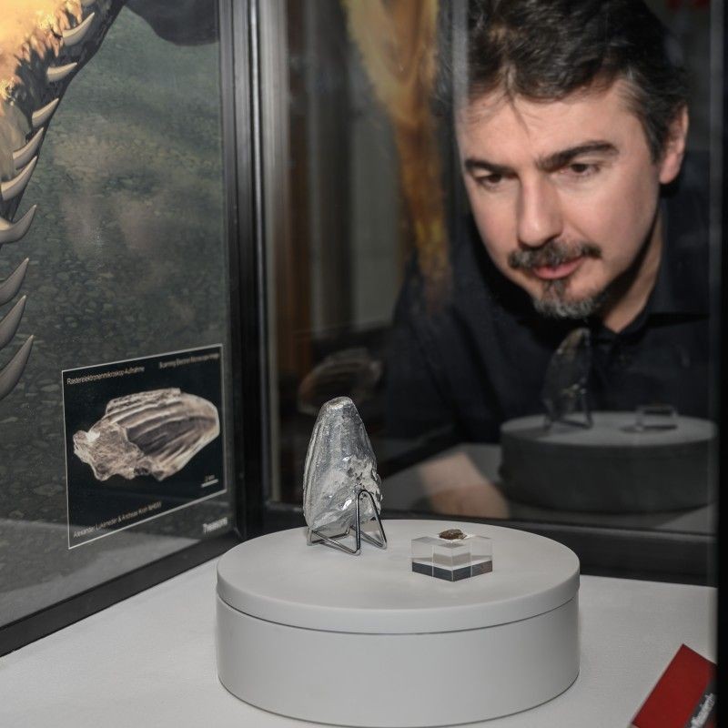 Alexander Lukeneder betrachtet einen Pliosaurier im NHM Wien