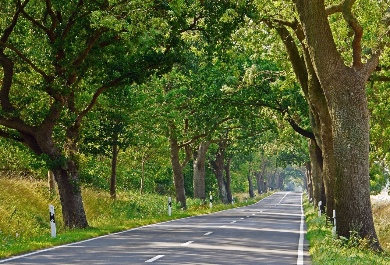 Allee-Straße auf Rügen