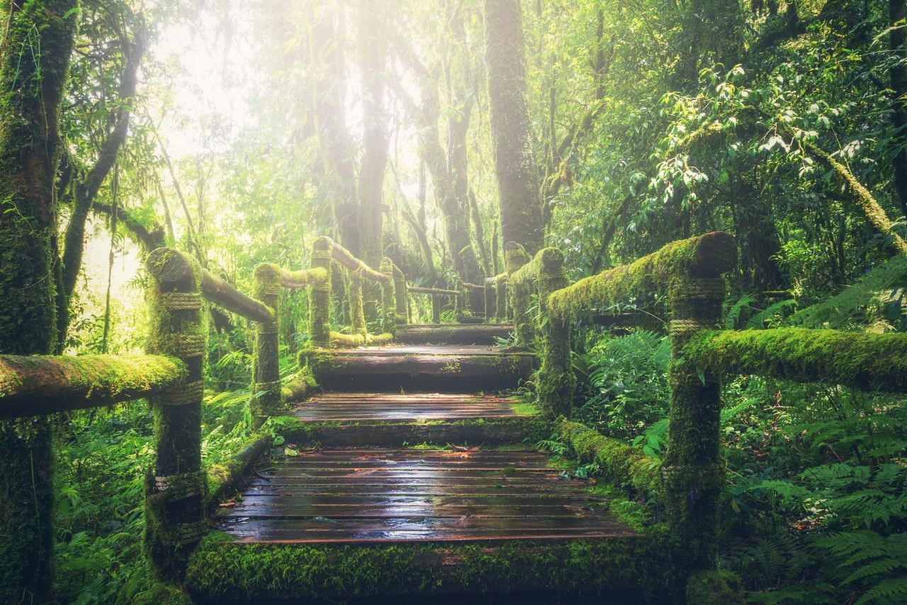 Brücke, mit Moos bewachsen in einem Wald 