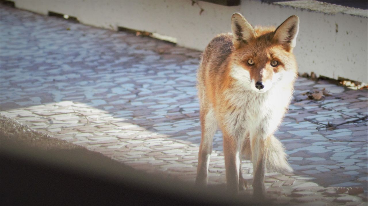 Fuchsbegegnung in Wien (C) auki/stadtwildtiere.at