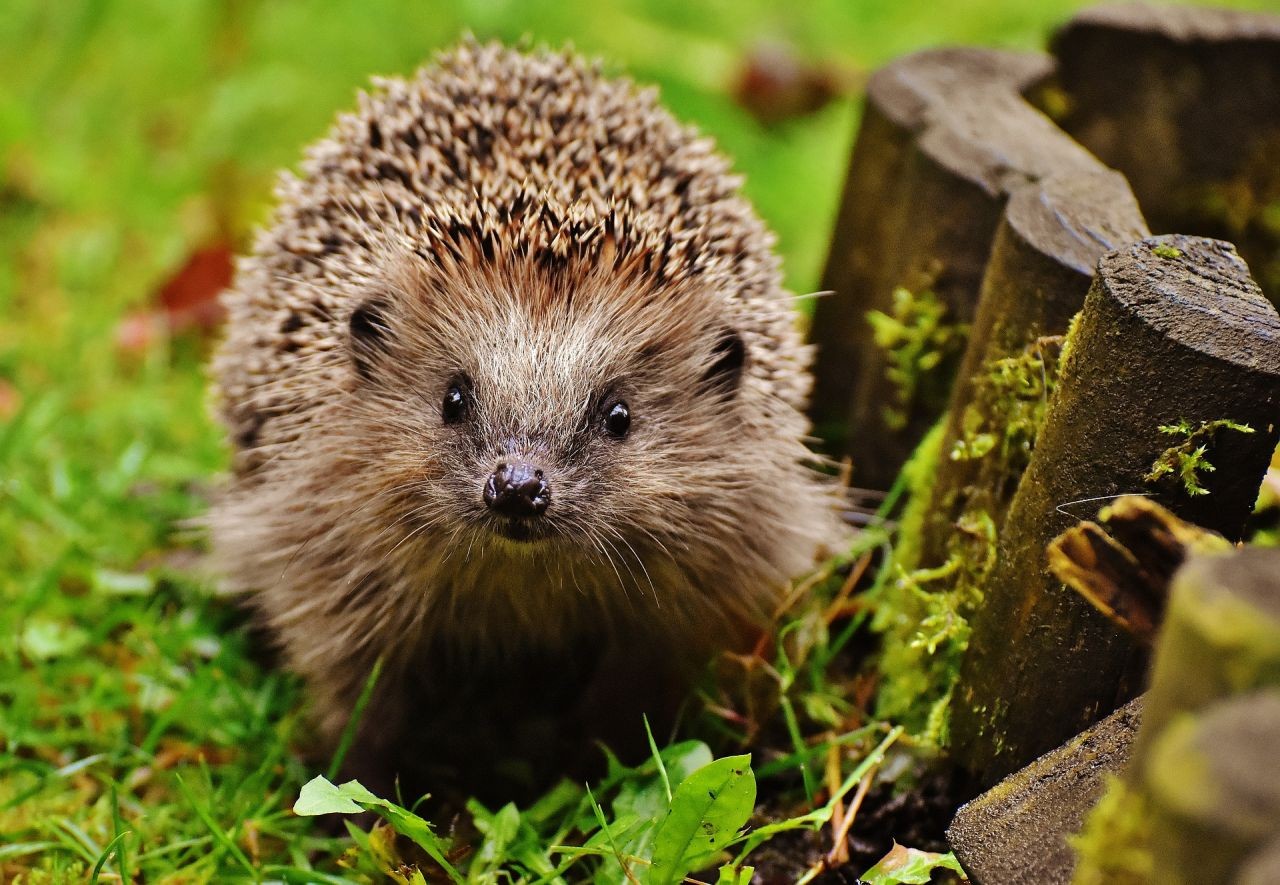 Warum werden gerade so viele Igel gemeldet?