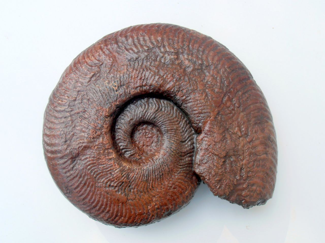 Harpoceras falciferum