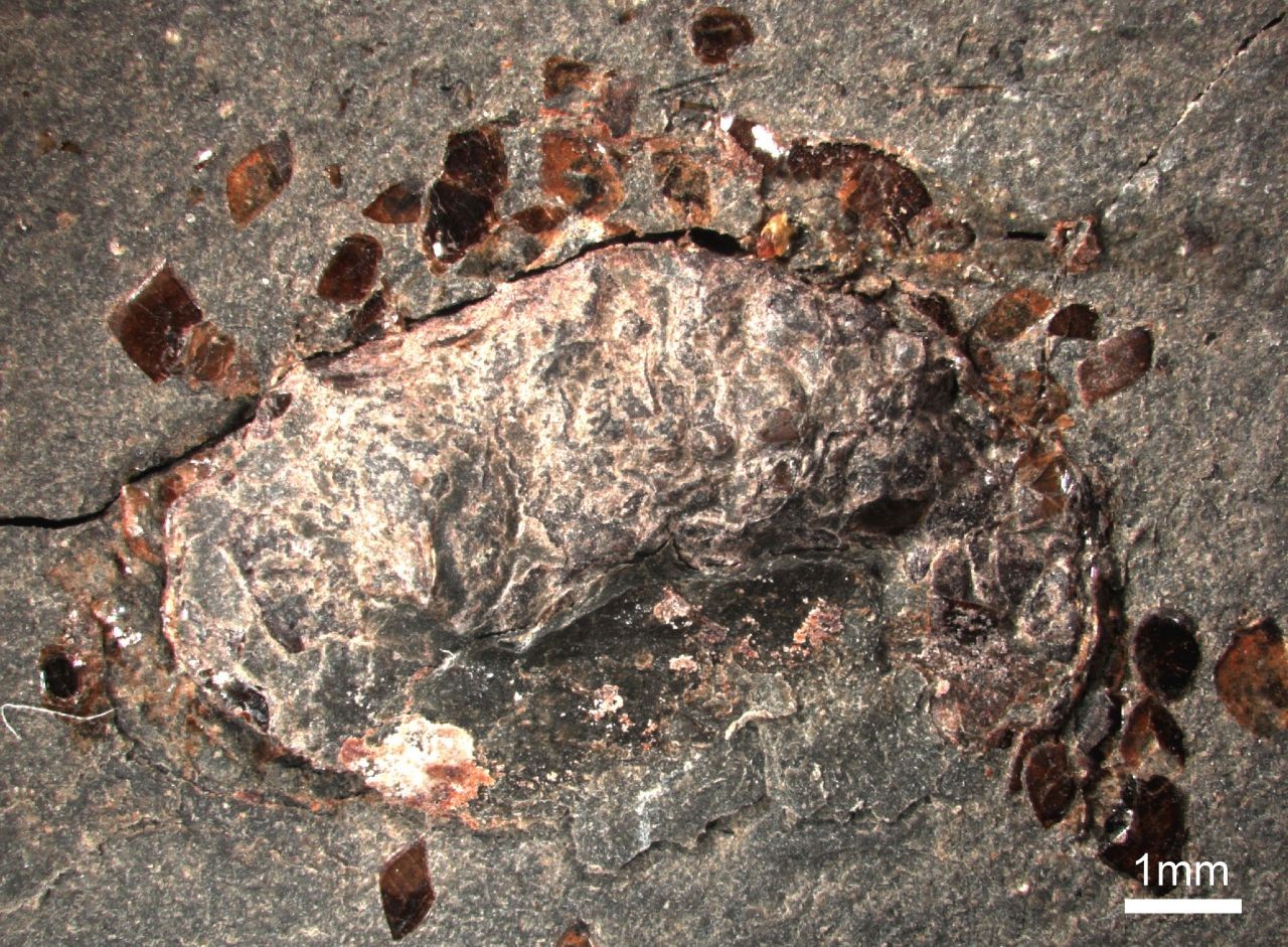 Fossiler Fischkot